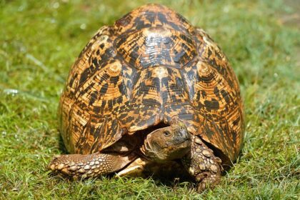 Leopárd teknős bemutatása: tartási igények, étrend, hőmérséklet, UVB és egészségügyi tippek.