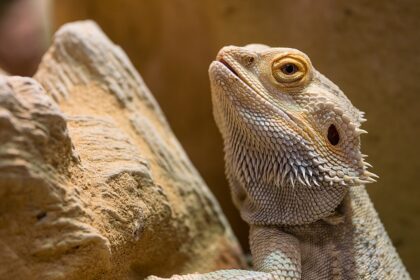 Meddig él egy szakállas agáma? Ismerd meg az élettartamot, a tartási tippeket és a hosszú élet titkait.