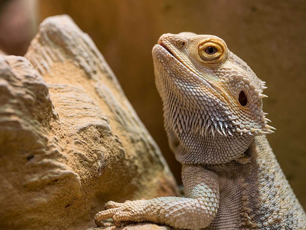 Meddig él egy szakállas agáma? Ismerd meg az élettartamot, a tartási tippeket és a hosszú élet titkait.