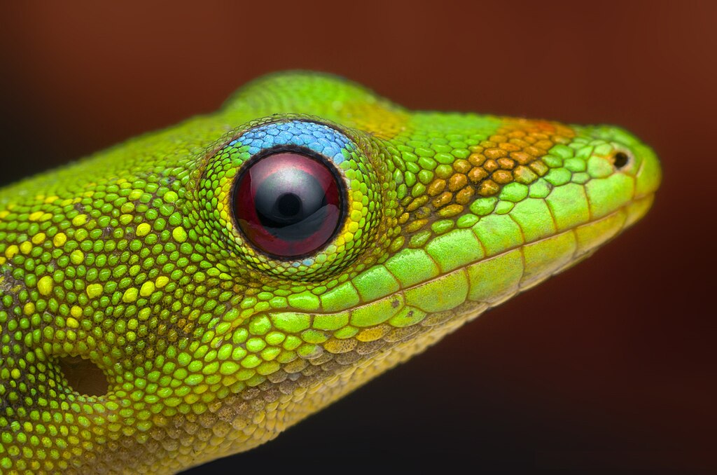 Melyek a legnépszerűbb gekkó fajták? A leopárd, vitorlás, gyászos és nappali gekkó