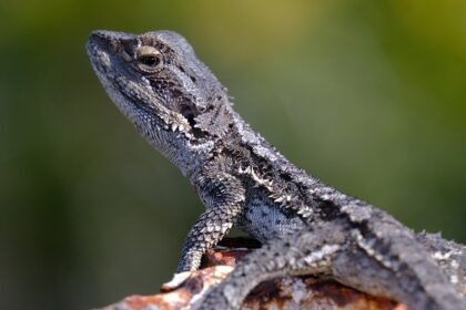 Törpe szakállas agáma bemutatása: tartási igények, terrárium, etetés, világítás és hasznos tanácsok.