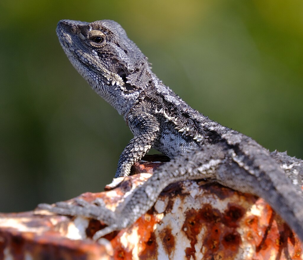 Törpe szakállas agáma bemutatása: tartási igények, terrárium, etetés, világítás és hasznos tanácsok.