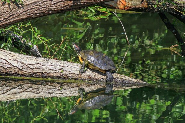 Ékszerteknős tartása lépésről lépésre: akvaterrárium, világítás, étrend, vízminőség és tippek.