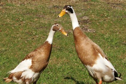 Indiai futókacsa tartása egyszerűen: helyigény, etetés, tojástermelés, szaporodás és hasznos tartási tippek.
