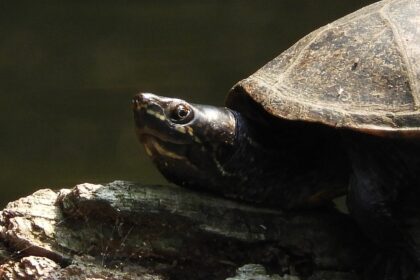 Pézsmateknős tartása lépésről lépésre: ideális terrárium, etetés, tisztítás és hasznos tippek kezdőknek és profibbaknak.