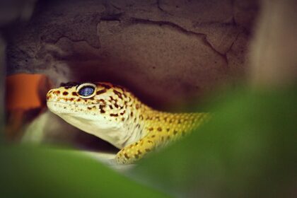 Leopárd gekkó tartása egyszerűen: terrárium, hőmérséklet, etetés, gondozás és tippek kezdőknek.