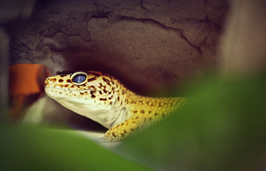 Leopárd gekkó tartása egyszerűen: terrárium, hőmérséklet, etetés, gondozás és tippek kezdőknek.