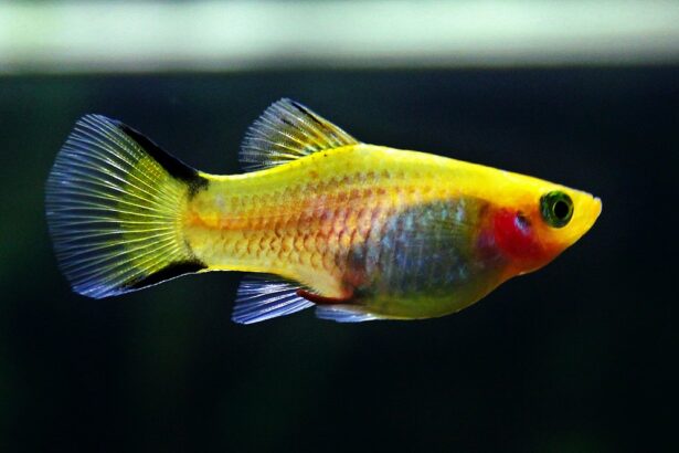 Platti tartása egyszerű és látványos.