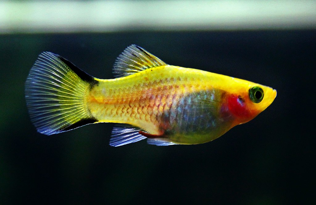 Platti tartása egyszerű és látványos.