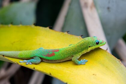 Nappali gekkó tartása egyszerű útmutatóval.