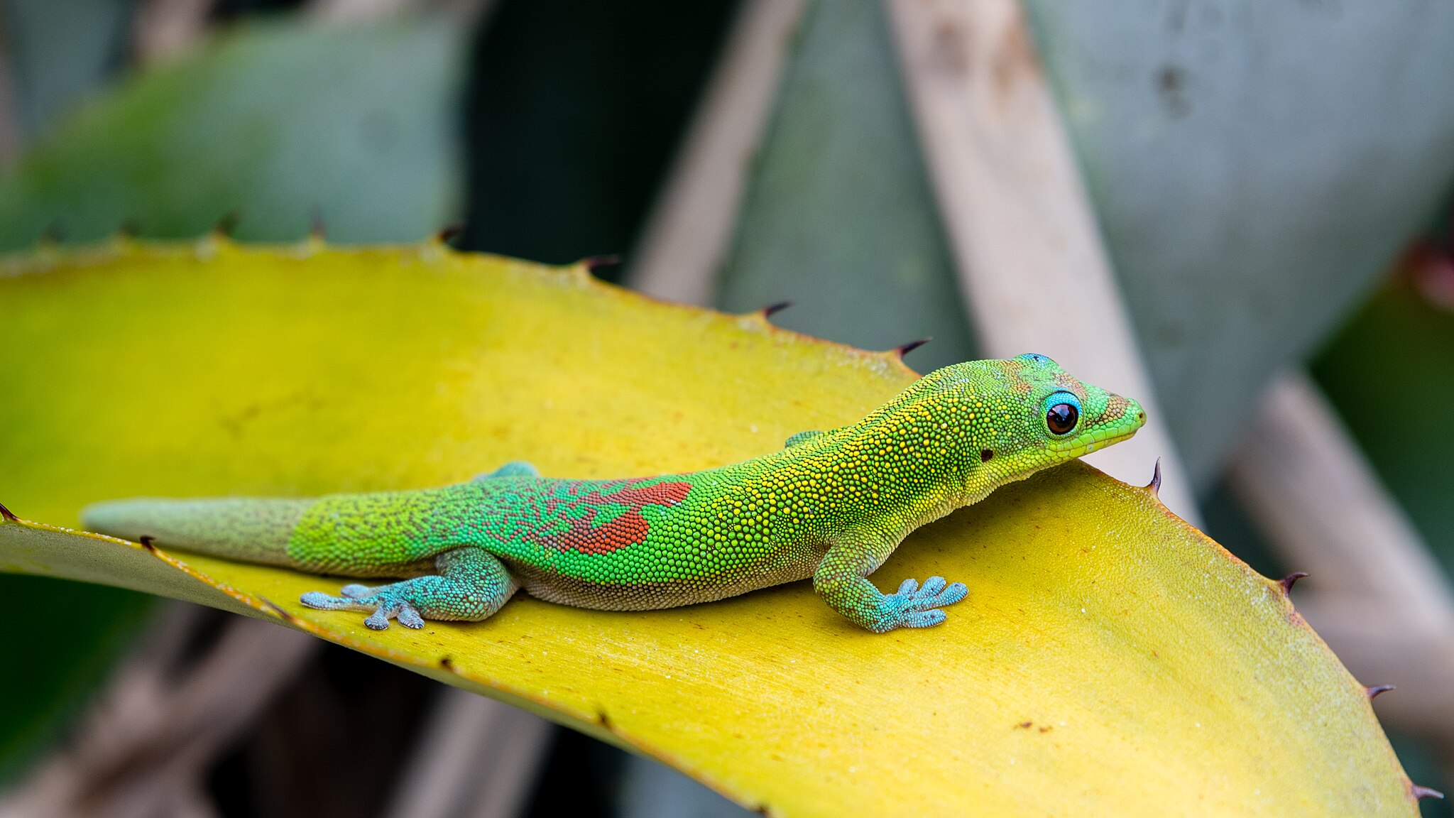 Nappali gekkó tartása egyszerű útmutatóval.
