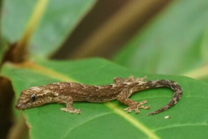 Gyászos gekkó tartása egyszerű útmutatóval.