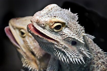 Szakállas agáma bemutatása: tartás, etetés, terrárium, világítás, viselkedés és gyakori kérdések kezdőknek.