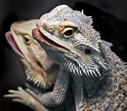 Szakállas agáma bemutatása: tartás, etetés, terrárium, világítás, viselkedés és gyakori kérdések kezdőknek.