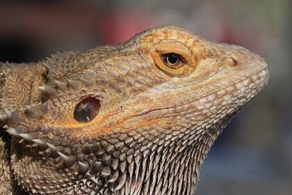 Agáma fajták bemutatása: szakállas agáma, törpe szakállas agáma és más népszerű fajok igényei, tartási tippek egy helyen.