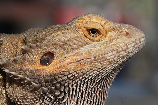 Agáma fajták bemutatása: szakállas agáma, törpe szakállas agáma és más népszerű fajok igényei, tartási tippek egy helyen.