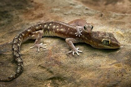 Gekkó tartása egyszerűen: terrárium, etetés, hőmérséklet és hasznos tippek.