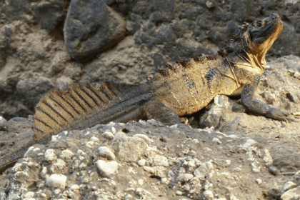 Vitorlás agáma bemutatása: tartási igények, terrárium, páratartalom, etetés és hasznos tippek.