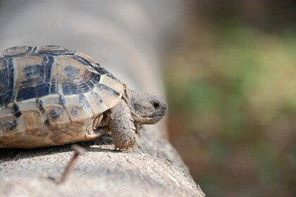 Mór teknős etetése részletesen: ajánlott növények, kalciumpótlás, etetési gyakoriság és tiltólista.