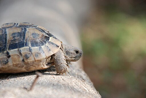 Mór teknős etetése részletesen: ajánlott növények, kalciumpótlás, etetési gyakoriság és tiltólista.