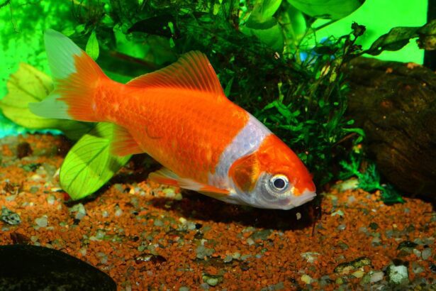 Aranyhal tartása akkor sikeres, ha rendes akváriumot, jó vízminőséget és tudatos gondozást biztosítasz.