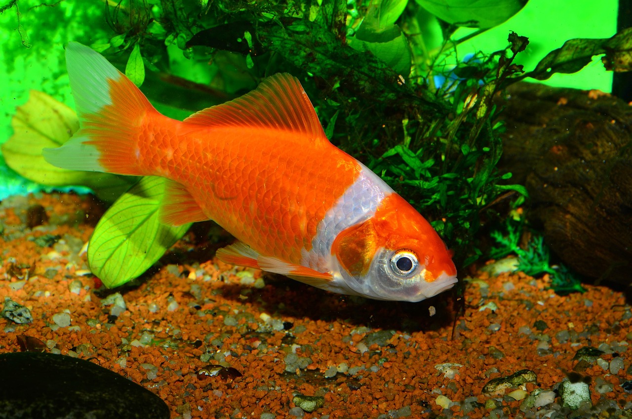 Aranyhal tartása akkor sikeres, ha rendes akváriumot, jó vízminőséget és tudatos gondozást biztosítasz.
