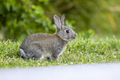 Törpenyúl tartása lépésről lépésre: etetés, gondozás, lakásban tartás és hasznos tippek várnak.