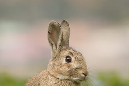 Magyar óriásnyúl bemutatása: jellemzők, méret, tartási igények a különleges, nagytestű nyúlfajtáról.
