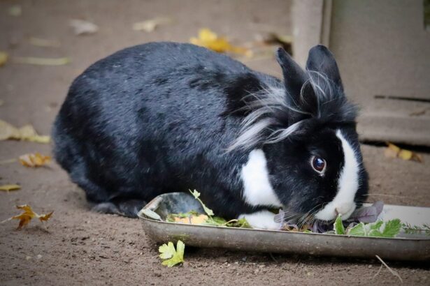 Oroszlánfejű törpenyúl bemutatása: tartás, etetés, szőrzetápolás és hasznos tippek.