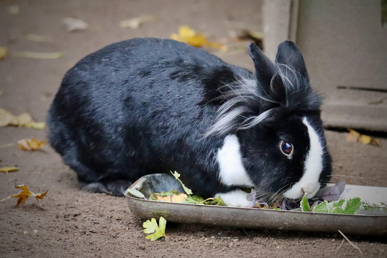 Oroszlánfejű törpenyúl bemutatása: tartás, etetés, szőrzetápolás és hasznos tippek.