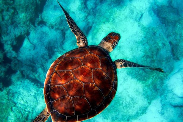 Ismerd meg milyen vízi teknős fajták léteznek, tartási igényeiket.