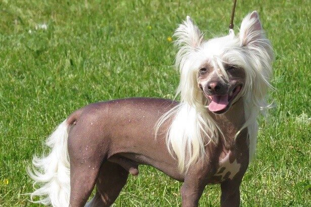 Kínai meztelen kutya bemutatása: jellem, tartás, gondozás, hogy neked való-e ez a különleges kutya.