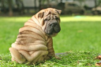 Shar-Pei részletes bemutatása: jellem, tartás, gondozás, egészségtanács.
