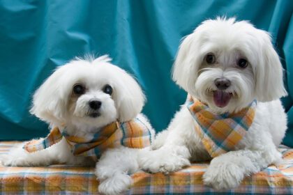 Legnépszerűbb kistestű kutyák bemutatása: mely fajták a legkedveltebbek és melyik illik legjobban hozzád?