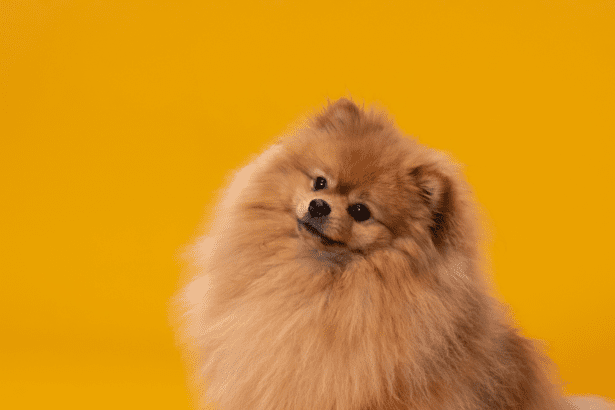 Pomerániai törpespicc: Gondozás és tartási tudnivalók egy aranyos, energikus kistestű kutyafajtáról.