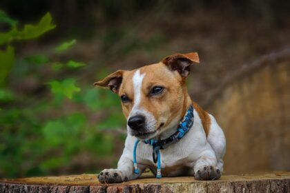 Jack Russell terrier: Tartás, mozgásigény és 6 gyakori kérdés a népszerű energikus kistestű kutyafajtáról.