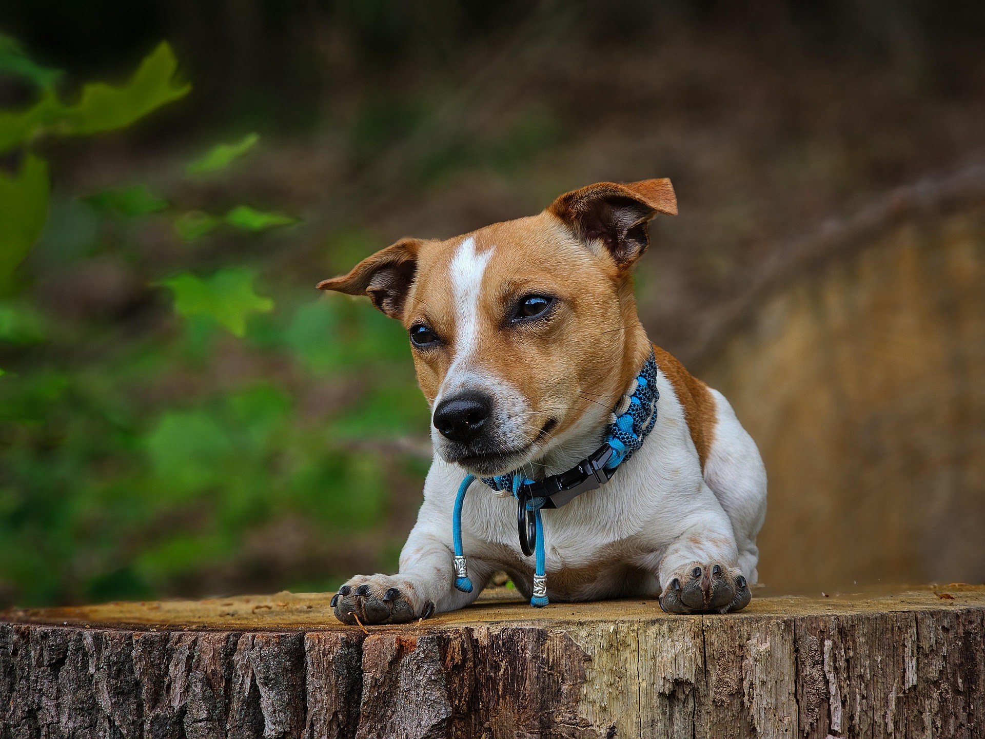 Jack Russell terrier: Tartás, mozgásigény és 6 gyakori kérdés a népszerű energikus kistestű kutyafajtáról.